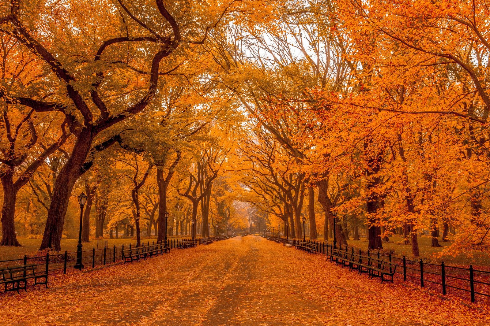 Best Autumn in New York