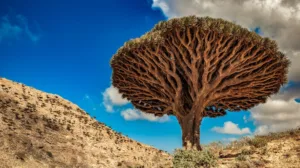 How to Get to Socotra: Complete Travel Guide. Socotra Travel Cost: Complete Budget Guide for Yemen's Island